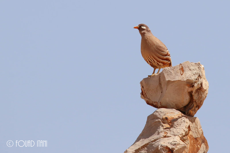 BIRDS OF LEBANON